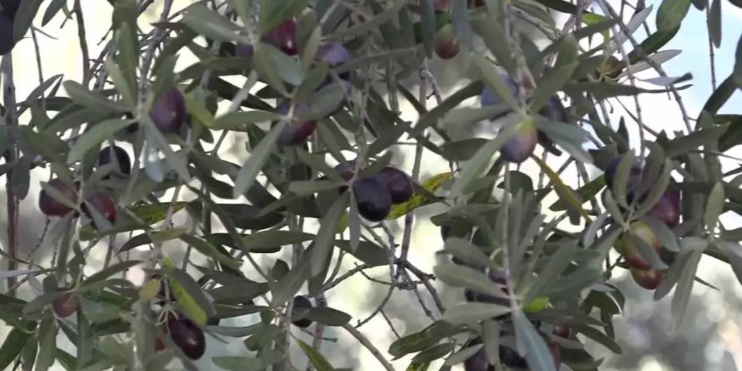 Çin’den ödüllü zeytinde hasat vakti geldi! Kilosu 400 TL’den satılıyor: 12 metre yükseklikten özenle toplanıyor 6